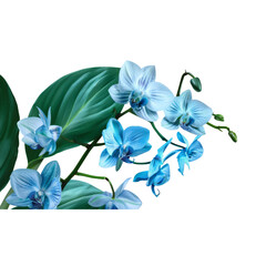 Fototapeta premium blue orchid isolated on white