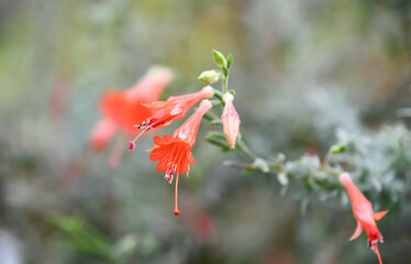 ザウシュネリア・カリフォルニカ