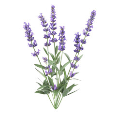 Naklejka premium Lavender isolated on white background