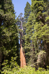 Fototapeta premium Sequoia National Park, Kings Canyon National Park, California. Near Los Angeles. Giant trees in the forest, wooden fence in the forest, tall trees, sequoia forest