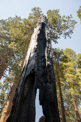Sequoia National Park, Kings Canyon National Park, California. Near Los Angeles. Giant trees in the forest, wooden fence in the forest, tall trees, sequoia forest
