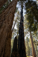 Obraz premium Sequoia National Park, Kings Canyon National Park, California. Near Los Angeles. Giant trees in the forest, wooden fence in the forest, tall trees, sequoia forest