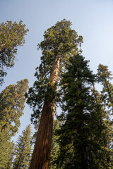 Sequoia National Park, Kings Canyon National Park, California. Near Los Angeles. Giant trees in the forest, wooden fence in the forest, tall trees, sequoia forest