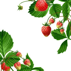 Red strawberry and it leaves in the Corners