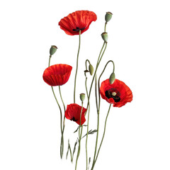 Obraz premium Red poppy flowers isolated on white background