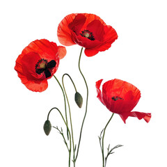 Red poppy flowers isolated on white background