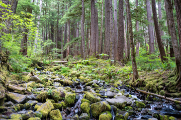 Moss forest, hairy rainforest, Pacific coast in Washington state, near Seattle, Olympic National Park, hoh rainforest pacific shore