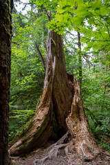 Moss forest, hairy rainforest, Pacific coast in Washington state, near Seattle, Olympic National Park, hoh rainforest pacific shore