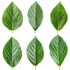 Fototapeta premium Set of avocado tree leaf isolated on white background.