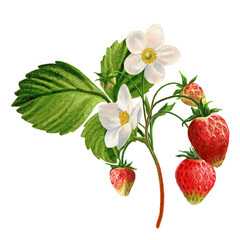 Strawberry with flowers and its fruits