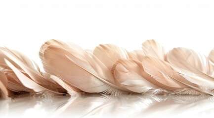 Naklejka premium feather on a white background