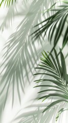 Blurred shadow from palm leaves on the light blue wall.