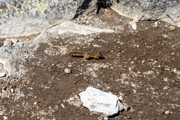 Mount Rainier National Park Washington State Summer Snow on Mount Rainier Summer Trail Hike Hiking in the Snow on a Summer Sunny Day