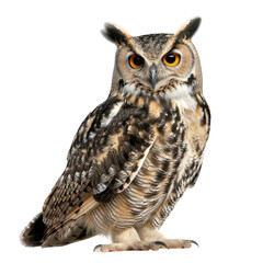 Obraz premium A majestic owl perched gracefully, showcasing its striking feathers and captivating eyes, symbolizing wisdom and mystery.