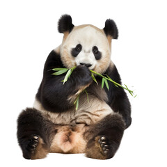 Obraz premium Adorable panda sitting and munching on bamboo, showcasing its playful and peaceful nature in a natural setting.