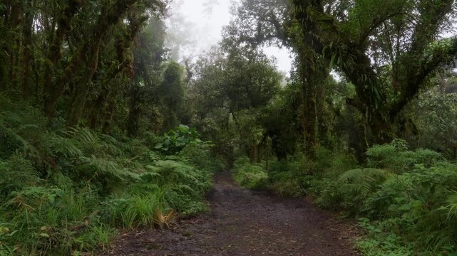 Sendero rodeado de helechos y arboles llenos de musgo y vegetaci&oacute;n en un dia nublado con lluvia en el bosque tropical nuboso en las monta&ntilde;as de Costa Rica