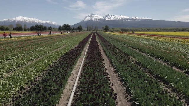 Tulipanes Patagonia Trevelin Chubut Patagonia Argentina