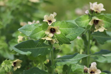 Hyoscyamus niger known as black henbane or stinking nightshade, poisonous plant.