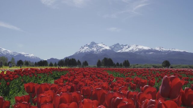 Tulipanes Patagonia Trevelin Chubut Patagonia Argentina
