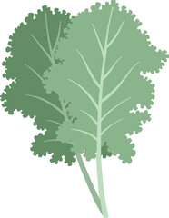 Natural organic vegetable kale illustration