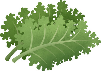 Natural organic vegetable kale illustration