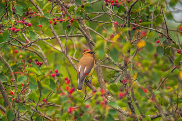 Robin in a tree