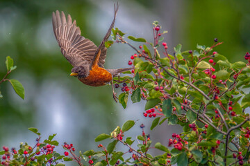 Robin in flight 