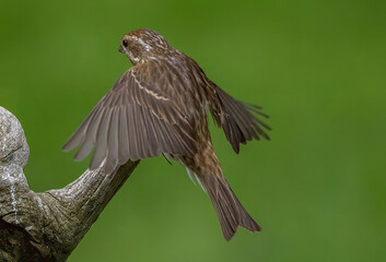 Purple Finch flying onto a branch