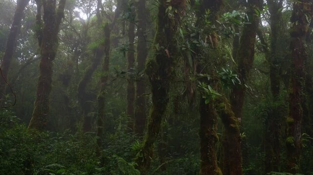 Sendero rodeado de helechos y arboles llenos de musgo y vegetaci&oacute;n en un dia nublado con lluvia en el bosque tropical nuboso en las monta&ntilde;as de Costa Rica