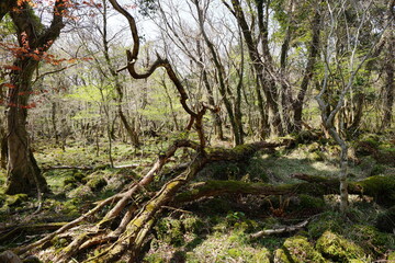 primeval forest in early spring