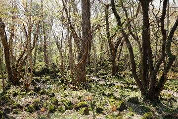 primeval forest in early spring