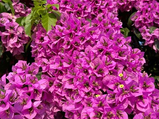 Bougainvillea glabra beautiful flowers pink purple blossom 
