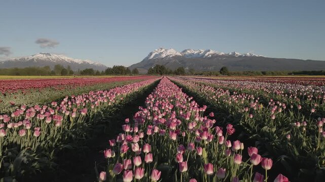 Tulipanes Patagonia Trevelin Chubut Patagonia Argentina