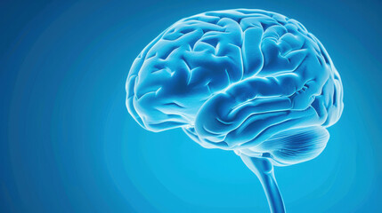 Explore a detailed and medically accurate view of the human brain, showcasing its structure and functions. Perfect for education