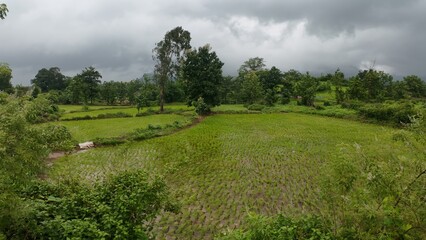 Fototapeta premium Lush green rice field under a cloudy sky, showcasing the beauty of a monsoon landscape.