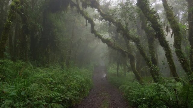 Sendero rodeado de helechos y arboles llenos de musgo y vegetaci&oacute;n en un dia nublado con lluvia en el bosque tropical nuboso en las monta&ntilde;as de Costa Rica