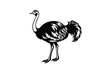 Obraz premium Emu bird Animal vector art illustration on white background