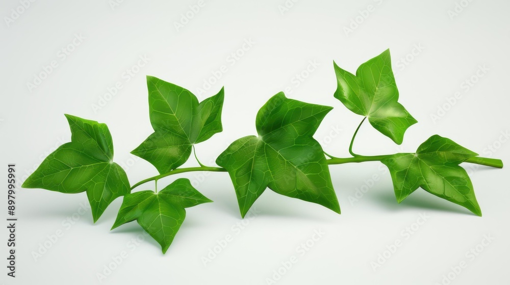 Poster A 3D illustration of vibrant hedera helix ivy, showcasing lush leaves on a pure white backdrop, perfect for home decor.