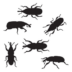 Rice Weevil Silhouette Vector Illustration Bundle