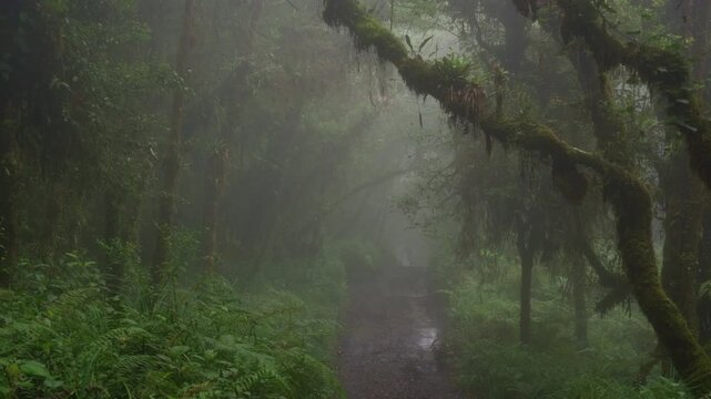Sendero rodeado de helechos y arboles llenos de musgo y vegetaci&oacute;n en un dia nublado con lluvia en el bosque tropical nuboso en las monta&ntilde;as de Costa Rica
