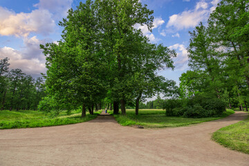 A solitary figure strolls through a dense forest, reaching a fork in the path that leads to a tranquil clearing. Surrounding foliage exudes tranquility