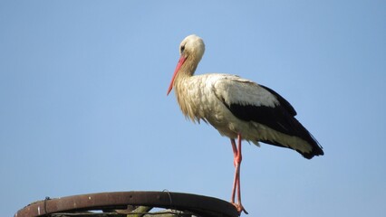 white stork in the nest