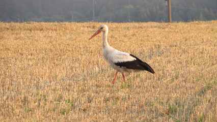 white stork in the mown wheat field