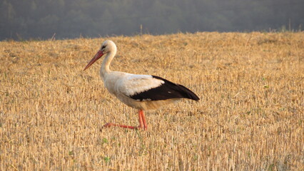 white stork in the mown wheat field
