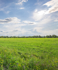 A field of grass with a few flowers in it