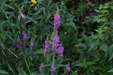 Vibrant purple flowers of Lythrum salicaria, or purple loosestrife