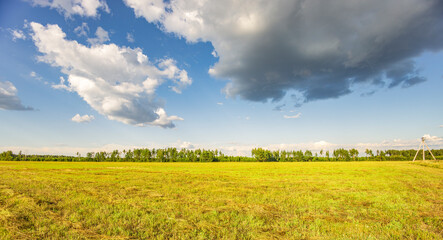 A field of grass with a few trees in the background