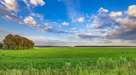 A large field of grass with a tree in the middle
