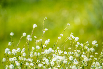 Nature summer background with meadow white small flowers: blurred background green field