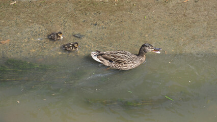 female mallard wild duck with duckling